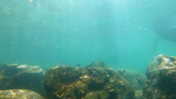 Fotografía en cámara lenta de un hombre buceando en un mar tropical con un fondo rocoso para ver hermosos peces — Vídeo de stock