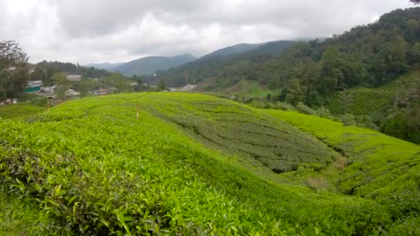 Colpo grandangolare rallentato di una grande piantagione di tè. Viaggio in Sri Lanka concetto — Video Stock