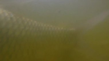 Slowmotion sualtı çekim - havuz kameraya yakın geliyor balık dolu. balık yetiştiriciliği kavramı
