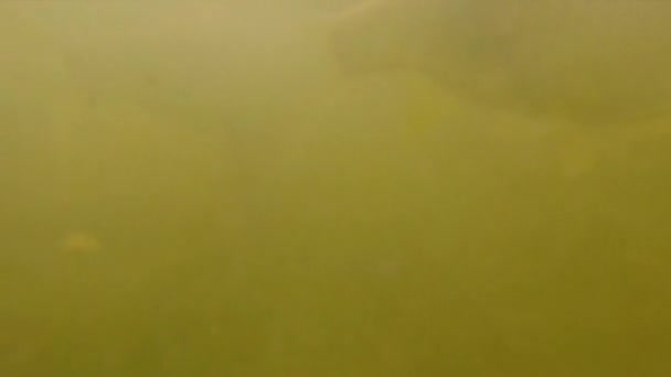 Prise de vue sous-marine au ralenti - l'étang rempli de poissons qui s'approche de la caméra. concept d'élevage de poissons 