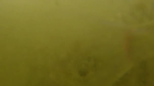 Rallentamento del tiro subacqueo - lo stagno pieno di pesci che si avvicina alla fotocamera. concetto di allevamento del pesce — Video Stock