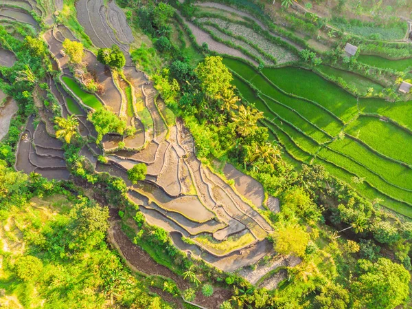 Plantação de campo de arroz em cascata verde em Bali, Indonésia — Fotografia de Stock