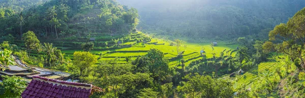 Green Cascade Rice Field Plantation på Bali, Indonesien — Stockfoto