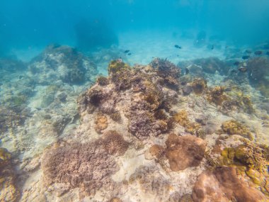 fotoğraf üzerinde bir mercan kayalığı tropikal balık