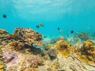 fotoğraf üzerinde bir mercan kayalığı tropikal balık