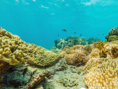 fotoğraf üzerinde bir mercan kayalığı tropikal balık