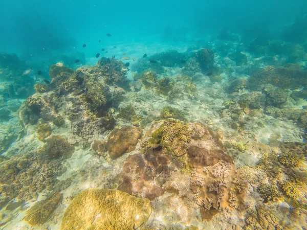 fotoğraf üzerinde bir mercan kayalığı tropikal balık