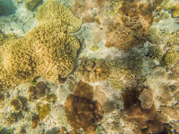 Foto av en tropisk fisk på ett korallrev — Stockfoto