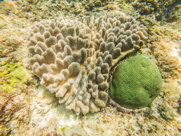 Foto de um peixe tropical em um recife de coral — Fotografia de Stock