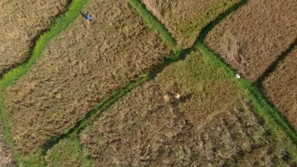 Luchtfoto van boeren die rijst verzamelen op een groot rijstveld — Stockvideo