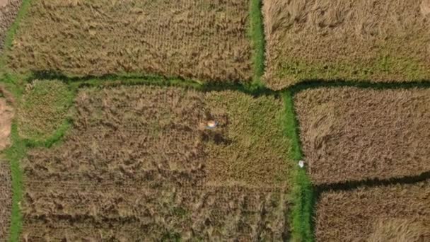 Εναέρια θέα στους αγρότες που μαζεύουν ρύζι σε ένα μεγάλο χωράφι ρυζιού — Αρχείο Βίντεο