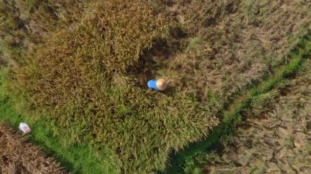 Luchtfoto van boeren die rijst verzamelen op een groot rijstveld — Stockvideo