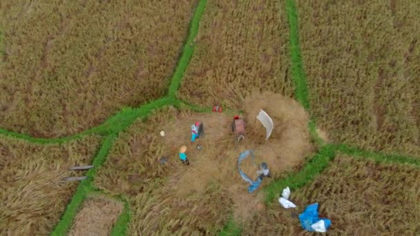Aerial view on farmers gathering rice on a big rice field — Stock Video