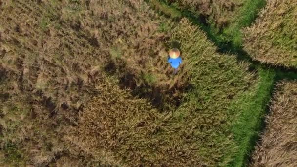 Vista aérea de los agricultores recolectando arroz en un gran campo de arroz — Vídeos de Stock