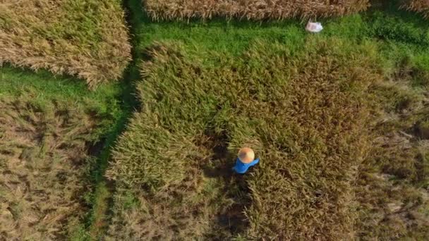 Letecký pohled na zemědělce sbírají rýži na velké rýžové poli — Stock video