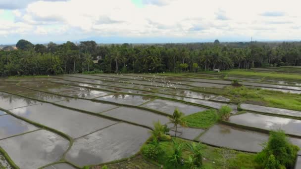 Tiro aéreo de um rebanho de garças em um campo pronto para o plantio de arroz. Eles estão voando acima do campo de arroz e quase atingiram o drone — Vídeo de Stock