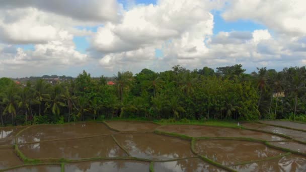 水で覆われ、ヤシの木に囲まれた米の美しい空中パノラマ。バリのコンセプトへの旅 — ストック動画