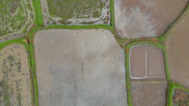 Aerial view on a farmer that preparing a rice field for planting using tiller tractor. Beautiful rural scene — Stock Video