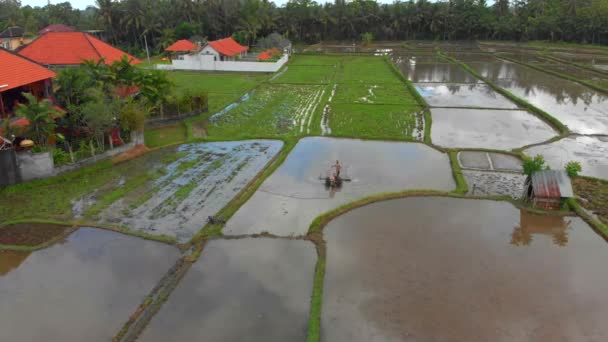 Vue aérienne sur un agriculteur que la préparation d'une rizière pour la plantation à l'aide d'un tracteur tiller. Belle scène rurale 