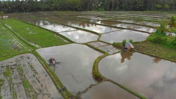 Letecký pohled na zemědělce, který připravuje rýžové pole k výsadbě za použití tahače. Krásná venkovská scéna — Stock video