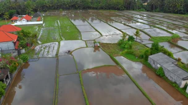 Vista aérea de um agricultor que prepara um campo de arroz para plantação com trator de perfilhos. Bela cena rural — Vídeo de Stock