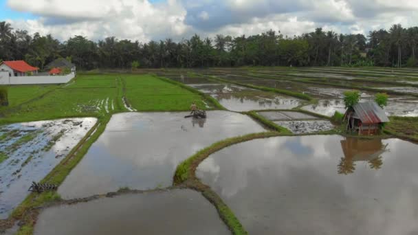 Vista aérea de um agricultor que prepara um campo de arroz para plantação com trator de perfilhos. Bela cena rural — Vídeo de Stock