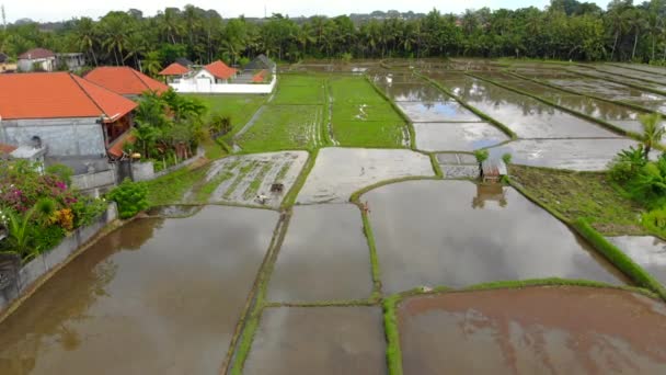 Vista aérea de um agricultor que prepara um campo de arroz para plantação com trator de perfilhos. Bela cena rural — Vídeo de Stock