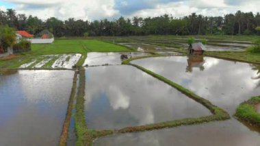 Çapa makinesi traktörkullanarak dikim için bir pirinç tarlası hazırlayan bir çiftçinin havadan görünümü. Güzel kırsal sahne