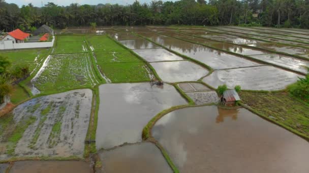 Aerial view on a farmer that preparing a rice field for planting using tiller tractor. Beautiful rural scene — Stock Video