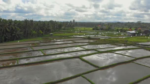 Pirinç ekimi için hazır bir alanda bir sürü sürüsünün havadan çekilmiş fotoğrafı. Pirinç tarlasının üzerinde uçuyorlar ve neredeyse insansız hava aracına çarparlar. — Stok video