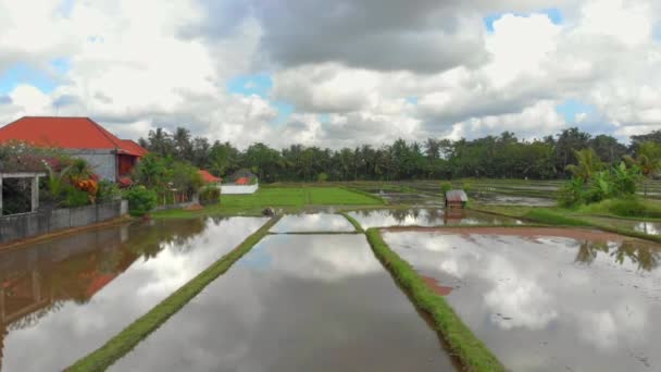 Wunderschönes Luftpanorama von Reis, der mit Wasser bedeckt und von Palmen umgeben ist. Anreise zum bali concept — Stockvideo