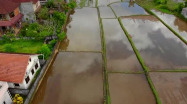 Pirinç güzel hava panorama su ile kaplı ve palmiye ağaçları ile çevrili. Bali konseptine seyahat