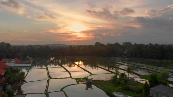 Belo tiro aéreo de arroz arquivado coberto com água e cercado por palmeiras durante o pôr do sol. Viagem ao conceito de Bali — Vídeo de Stock