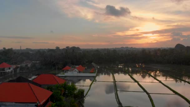 Hermosa toma aérea de arroz cubierta de agua y rodeada de palmeras al atardecer. Viajes al concepto de Bali — Vídeos de Stock