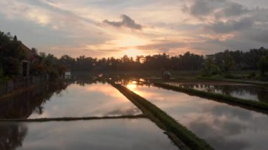 Pirinç güzel hava çekim su ile kaplı ve gün batımı nda palmiye ağaçları ile çevrili. Bali konseptine seyahat