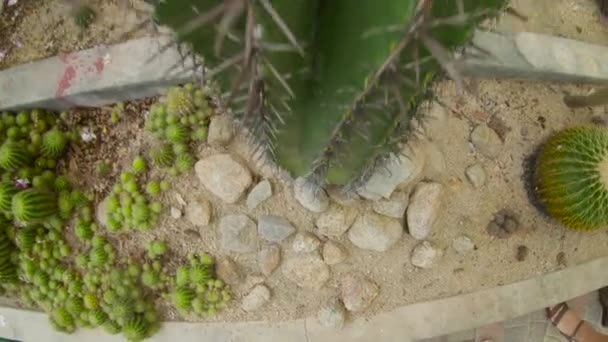 Familia visitando los cactus, zona de cactus en un jardín botánico de Pennang, Malasia — Vídeo de stock