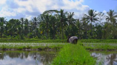 İki tanımsız kadın palmiye ağaçları ile çevrili büyük bir alana pirinç fidesi dikim. pirinç yetiştiriciliği kavramı. Asya'ya seyahat konsepti