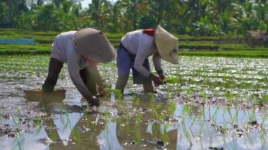 palmiye ağaçları ile çevrili büyük bir alana pirinç fidesi dikim iki tanımsız kadın slowmotion çekim. pirinç yetiştiriciliği kavramı. Asya'ya seyahat konsepti