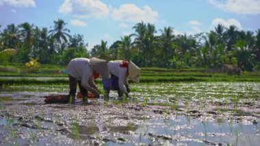 palmiye ağaçları ile çevrili büyük bir alana pirinç fidesi dikim iki tanımsız kadın slowmotion steadicam çekim. pirinç yetiştiriciliği kavramı. Asya'ya seyahat konsepti