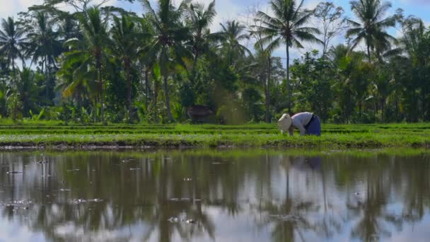 Två odefinierade kvinnor plantering ris plantor på ett stort fält omgiven av palmer. ris odlings koncept. Resa till Asien-konceptet — Stockvideo