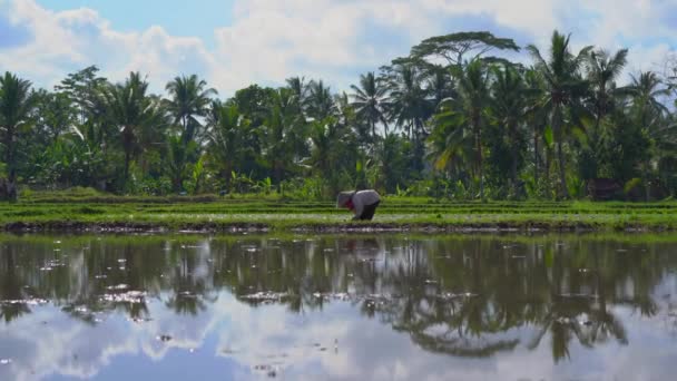 Dos mujeres indefinidas plantando plántulas de arroz en un gran campo rodeado de palmeras. concepto de cultivo de arroz. Viajes a Asia concepto — Vídeo de stock