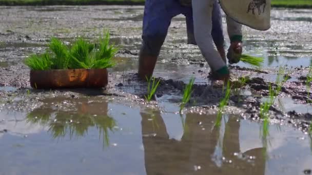 Two undefined women planting rice seedlings on a big field surrounded with palm trees. rice cultivation concept. Travel to Asia concept — Stock Video
