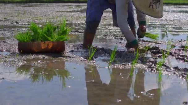 Zwei undefinierte Frauen, die Reissämlinge auf einem großen Feld pflanzen, das von Palmen umgeben ist. Reisanbaukonzept. Reise nach Asien — Stockvideo