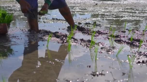 Duas mulheres indefinidas plantando mudas de arroz em um grande campo cercado por palmeiras. conceito de cultivo de arroz. Viagem para a Ásia conceito — Vídeo de Stock