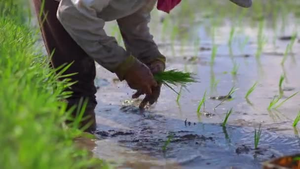 Δύο απροσδιόριστη γυναίκες που φυτεύουν ρύζι σε ένα μεγάλο χωράφι που περιβάλλεται από φοίνικες. καλλιέργειας ρυζιού. Ταξίδι στην Ασία — Αρχείο Βίντεο