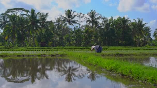 Steadicam disparó a dos mujeres indefinidas plantando plántulas de arroz en un gran campo rodeado de palmeras. concepto de cultivo de arroz. Viajes a Asia concepto — Vídeos de Stock