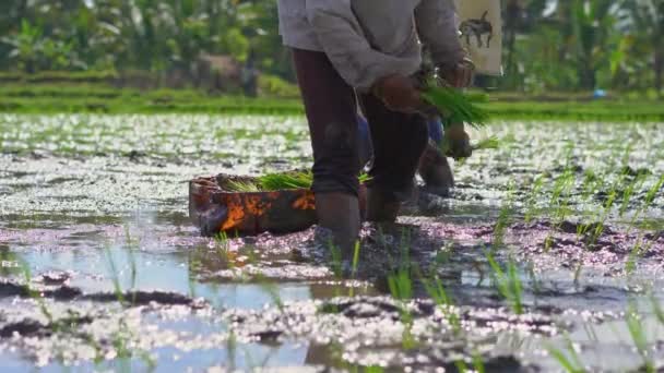 Δύο απροσδιόριστη γυναίκες που φυτεύουν ρύζι σε ένα μεγάλο χωράφι που περιβάλλεται από φοίνικες. καλλιέργειας ρυζιού. Ταξίδι στην Ασία — Αρχείο Βίντεο