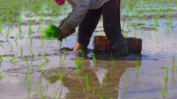 To udefinerede kvinder plante ris kimplanter på en stor mark omgivet med palmer. risdyrkningskoncept Rejse til Asien koncept – Stock-video