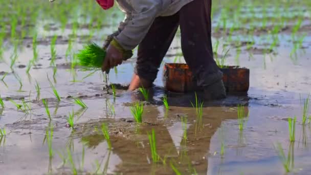 Duas mulheres indefinidas plantando mudas de arroz em um grande campo cercado por palmeiras. conceito de cultivo de arroz. Viagem para a Ásia conceito — Vídeo de Stock