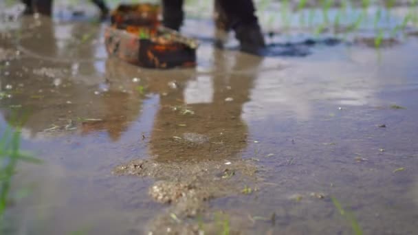 Zwei undefinierte Frauen, die Reissämlinge auf einem großen Feld pflanzen, das von Palmen umgeben ist. Reisanbaukonzept. Reise nach Asien — Stockvideo